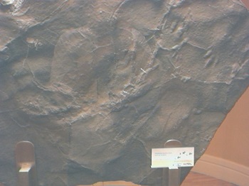 Fósiles paleontología 6