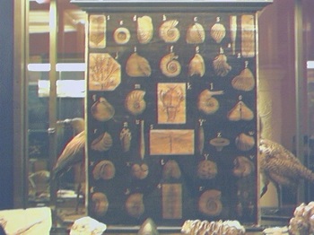 Fósiles de Conchas. Museo de la Vida de Zaragoza 18
