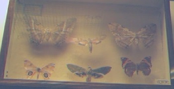 Insectos. Museo de la Vida de Zaragoza 31
