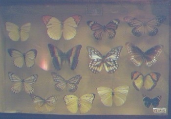 Insectos. Museo de la Vida de Zaragoza 34