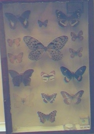Insectos. Museo de la Vida de Zaragoza 35