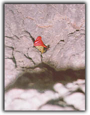 Duende 