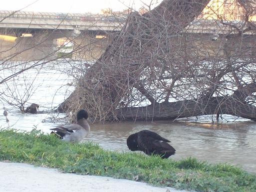 El Ebro en Zaragoza 2009. 5