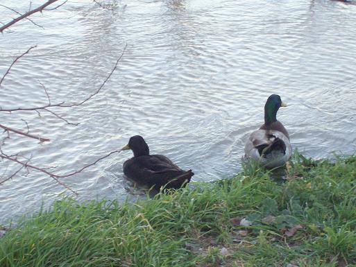El Ebro en Zaragoza 2009.