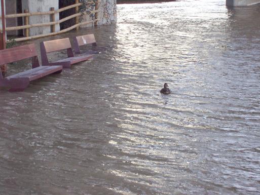 El Ebro en Zaragoza 2009. 11