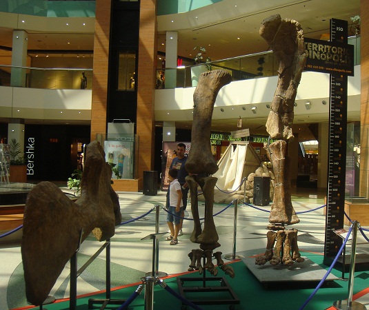 Dinosaurios. Exposición de dinosaurios procedentes de Dinopolis en Gran Casa de Zaragoza el 30 de junio de 2011. 10