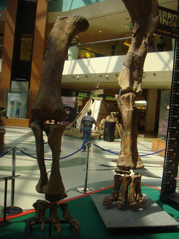 Dinosaurios. Exposición de dinosaurios procedentes de Dinopolis en Gran Casa de Zaragoza el 30 de junio de 2011. 13
