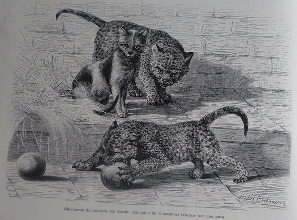 Ilustración Artística. 1884. Página 4.