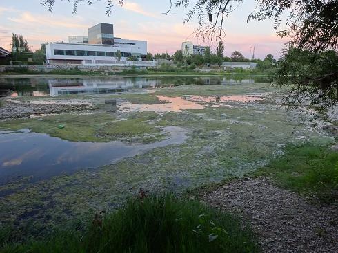 Zaragoza Capital. Vegetación de aguas someras en los brazos estancados del Ebro que ha creado el bajo caudal durante meses. 28