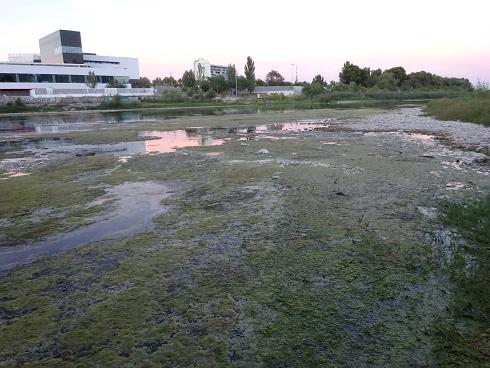 Zaragoza Capital. Vegetación de aguas someras en los brazos estancados del Ebro que ha creado el bajo caudal durante meses. 29