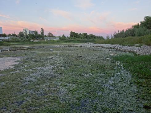 Zaragoza Capital. Vegetación de aguas someras en los brazos estancados del Ebro que ha creado el bajo caudal durante meses. 31