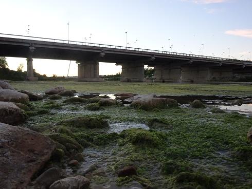 Zaragoza Capital. Vegetación de aguas someras en los brazos estancados del Ebro que ha creado el bajo caudal durante meses. 35