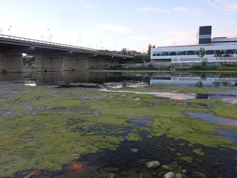 Zaragoza Capital. Vegetación de aguas someras en los brazos estancados del Ebro que ha creado el bajo caudal durante meses. 37