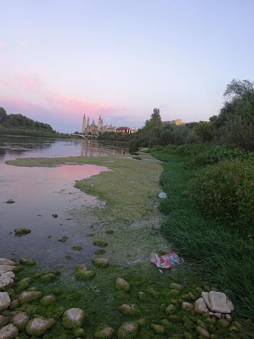 Zaragoza Capital. Vegetación de aguas someras en los brazos estancados del Ebro que ha creado el bajo caudal durante meses. 38