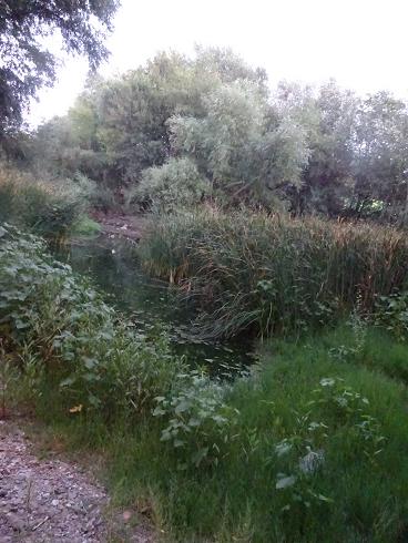 Zaragoza Capital. Vegetación de aguas someras en los brazos estancados del Ebro que ha creado el bajo caudal durante meses. 45